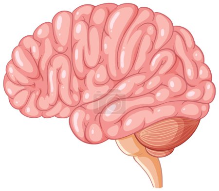 Ilustración de Dibujos animados coloridos ilustración que representa la anatomía del cerebro humano - Imagen libre de derechos