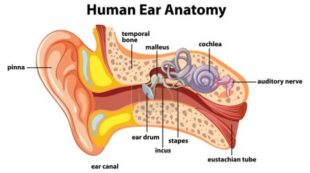 A detailed diagram illustrating the anatomy of the human ear