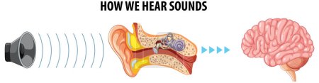 Anatomy and education of human hearing system in a vector cartoon illustration