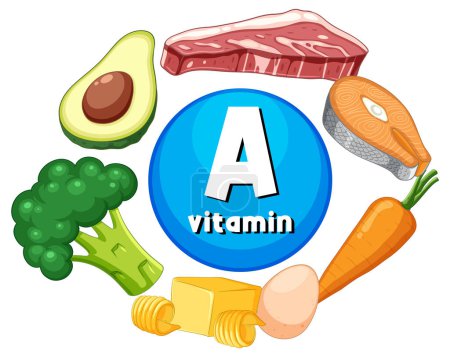 Téléchargez les illustrations : Apprenez-en plus sur la vitamine A grâce à un groupe d'illustrations alimentaires éducatives - en licence libre de droit