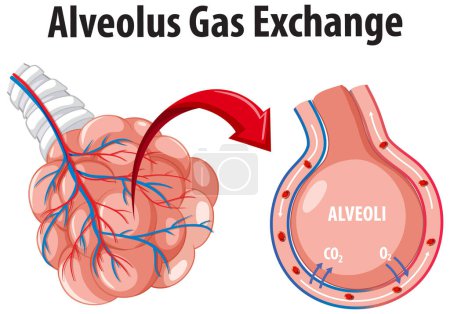 Ilustración de Imagen ilustrada de estilo de dibujos animados que representa el intercambio de gases en alveolo - Imagen libre de derechos