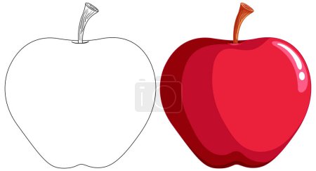 Illustration for Vector illustration of an apple, from outline to colored. - Royalty Free Image