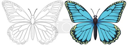 Téléchargez les illustrations : Illustration vectorielle d'un papillon, noir et blanc à colorier - en licence libre de droit