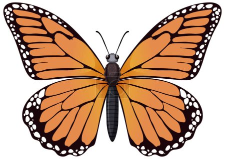 Téléchargez les illustrations : Graphique vectoriel coloré d'un papillon monarque - en licence libre de droit
