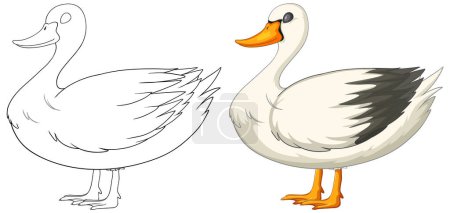 Ilustración de Ilustración vectorial de un pato, antes y después de colorear - Imagen libre de derechos