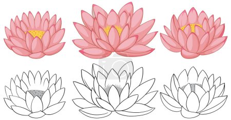 Téléchargez les illustrations : Illustration de fleurs de lotus colorées et esquissées. - en licence libre de droit