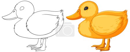 Téléchargez les illustrations : Illustration vectorielle d'un canard, du contour à la couleur - en licence libre de droit