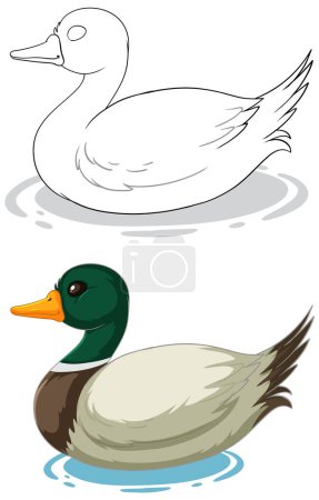 Ilustración de Dos patos vectoriales flotando en aguas tranquilas - Imagen libre de derechos