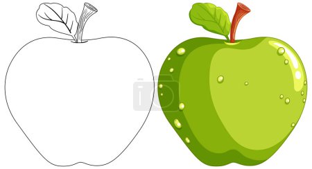Téléchargez les illustrations : Illustration d'une pomme, line art et coloré - en licence libre de droit