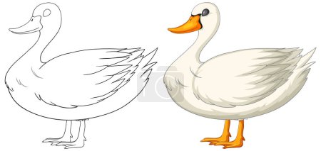 Téléchargez les illustrations : Illustration vectorielle d'un canard, avant et après coloration - en licence libre de droit