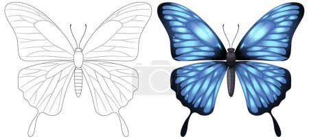 Illustration for Illustration of a butterfly, black and white to vibrant blue - Royalty Free Image
