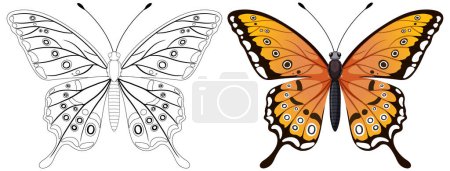 Téléchargez les illustrations : Illustration d'un papillon, noir et blanc et coloré - en licence libre de droit
