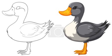 Téléchargez les illustrations : Illustration vectorielle d'un canard, esquissé et coloré - en licence libre de droit