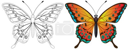 Blanco y negro a color vibrante mariposa vector