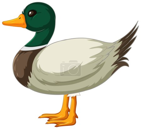 Téléchargez les illustrations : Un vecteur vibrant et détaillé d'un canard colvert - en licence libre de droit