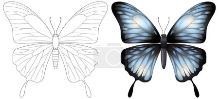 Vector illustration of a butterfly, from outline to colored