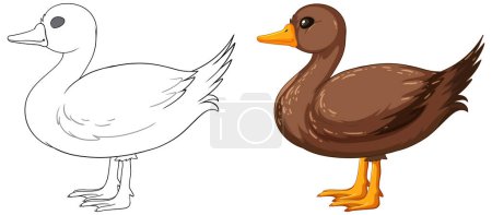 Téléchargez les illustrations : Illustration vectorielle d'un canard, contour et couleur - en licence libre de droit