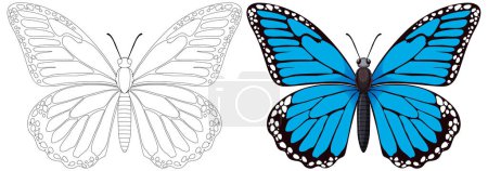 Illustration for Two butterflies, one outlined and one vibrantly colored. - Royalty Free Image