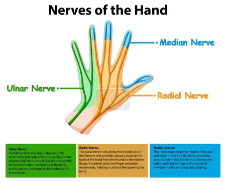 Vector detallado de los nervios cubital, radial y mediano