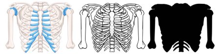 Drei Arten von Brustkorb-Illustrationen im Vektorformat