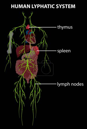 Detailed vector of thymus, spleen, and lymph nodes