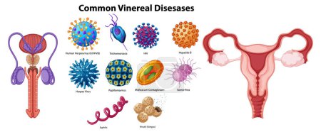 Illustration for Detailed vector graphics of various STD pathogens - Royalty Free Image