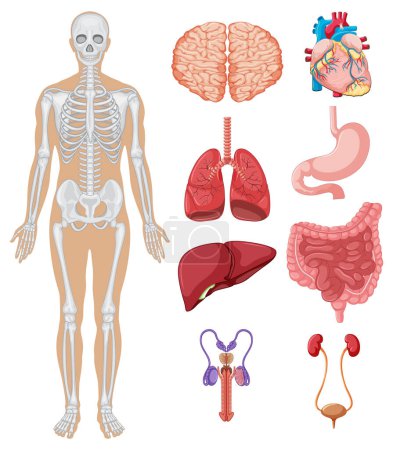 Detaillierte Illustration verschiedener menschlicher Organe und Skelette