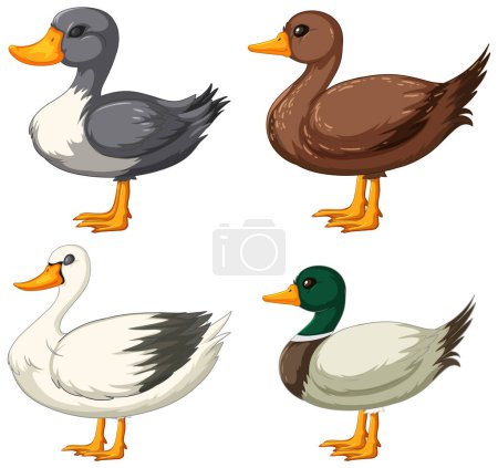 Four different styled cartoon ducks illustrated.