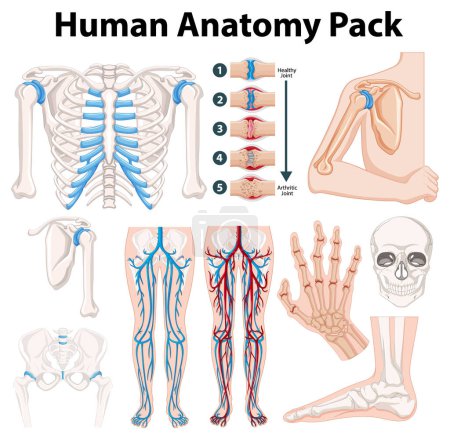 Téléchargez les illustrations : Pack vectoriel éducatif montrant diverses pièces d'anatomie humaine - en licence libre de droit