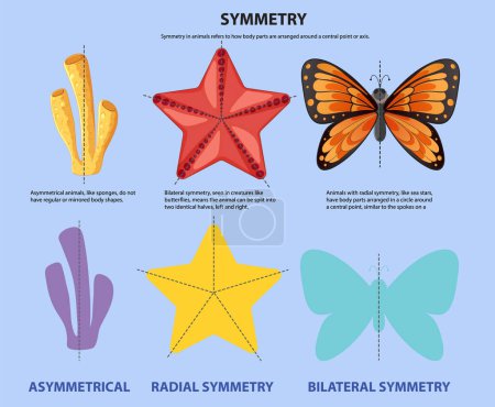Ilustración de simetría asimétrica, radial y bilateral