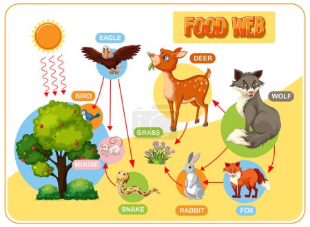 Ilustración de Representa los animales del bosque y sus relaciones alimentarias - Imagen libre de derechos