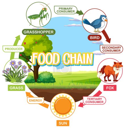 Depicts a simple food chain cycle