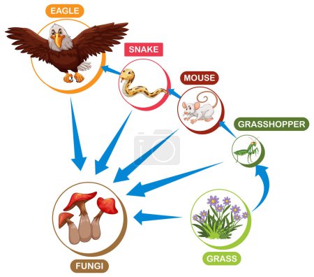 Depicts a food chain with various animals and plants