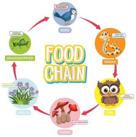 Depicts a simple food chain cycle