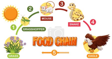 Representa una secuencia de cadena alimentaria simple