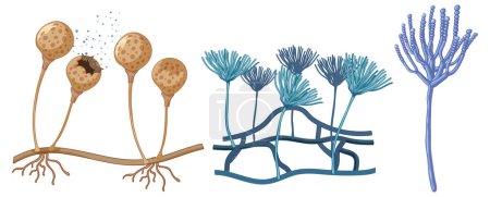 Ilustración de Arte vectorial detallado de diferentes especies de hongos - Imagen libre de derechos