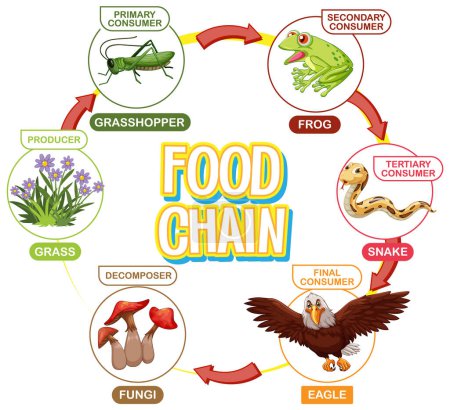 Illustration for Illustration of a food chain cycle - Royalty Free Image