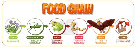 Depicts a simple food chain process