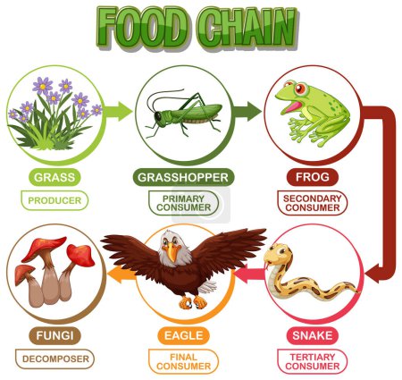 Ilustración de Representa una cadena alimentaria con varios consumidores - Imagen libre de derechos