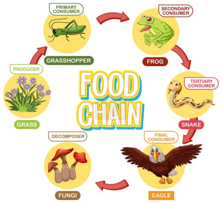Ilustración de Representa un ciclo de cadena alimentaria simple - Imagen libre de derechos