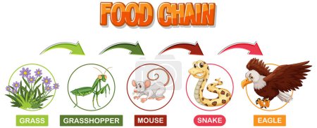 Depicts a simple food chain sequence