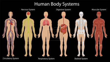 Detaillierte Darstellung verschiedener menschlicher Körpersysteme