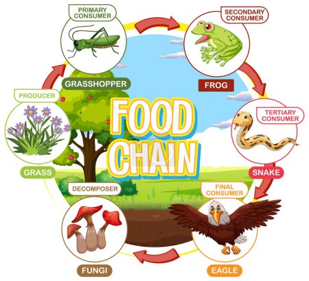 Depicts food chain with various consumers and producers