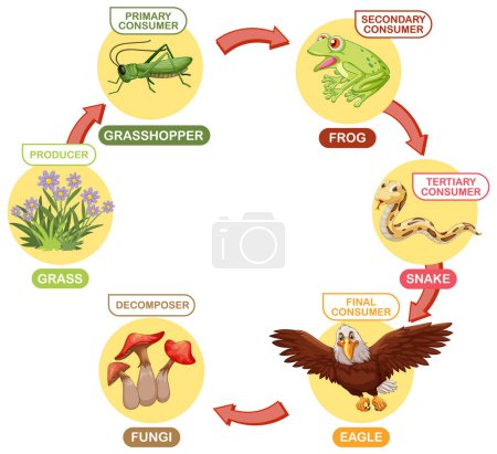 Illustration for Depicts the food chain with various consumers - Royalty Free Image