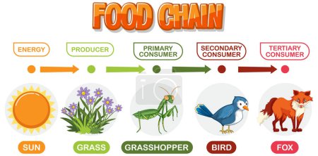 Depicts energy flow through a food chain