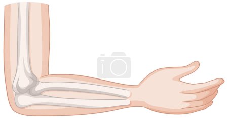 Detailed vector of human elbow bones