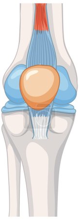 Vector illustration of knee joint anatomy