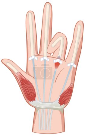 Illustration for Detailed illustration of hand muscles and tendons - Royalty Free Image
