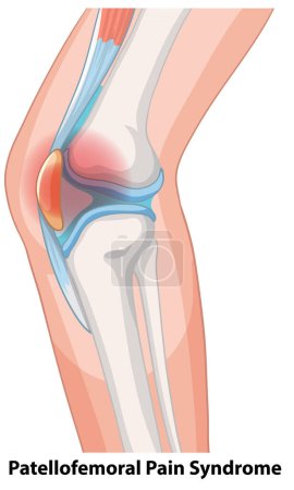 Vector detallado de la anatomía de la articulación de rodilla