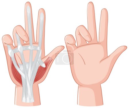 Detailed illustration of hand muscles and tendons